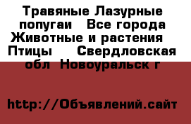 Травяные Лазурные попугаи - Все города Животные и растения » Птицы   . Свердловская обл.,Новоуральск г.